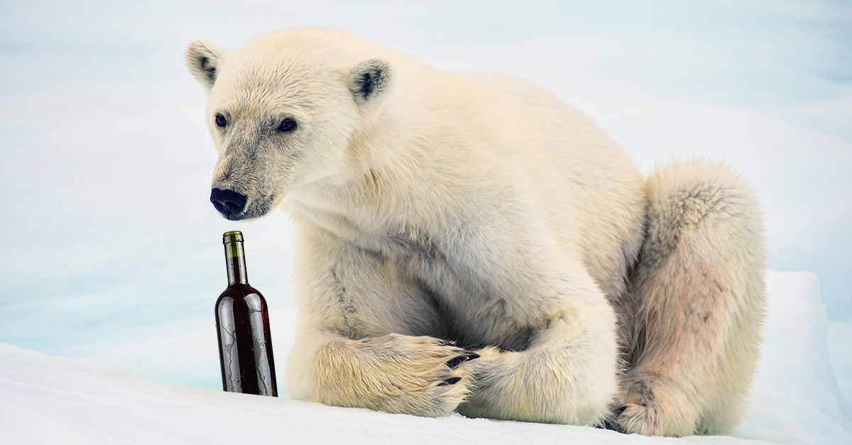 A Polar Bear Got Drunk On Boxed Wine And Exactly What You