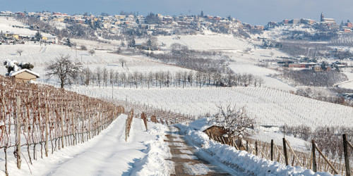 Below The Surface: Winter In The Vineyard | VinePair