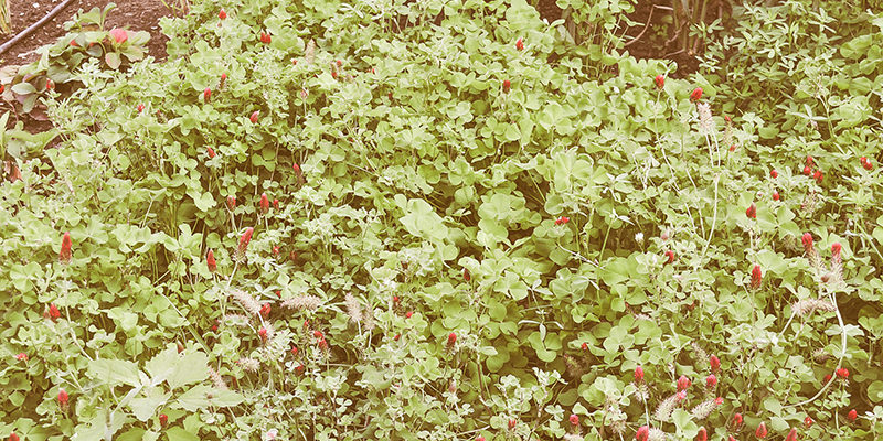 clover-cover-crop-inside