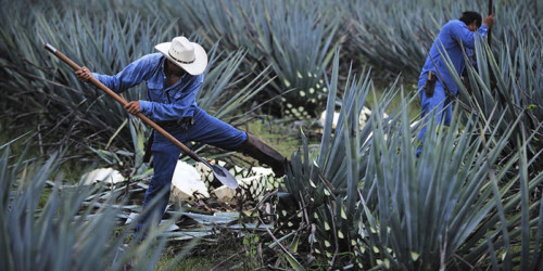 12 Things You Didn T Know About Tequila Vinepair