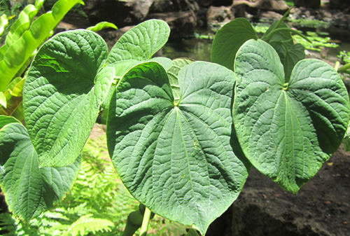 The leaf of the Kava plant