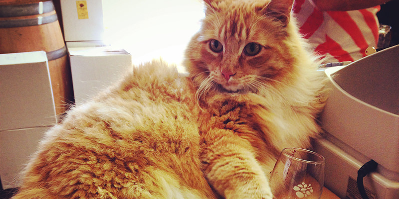 12 Adorable Winery Cats
