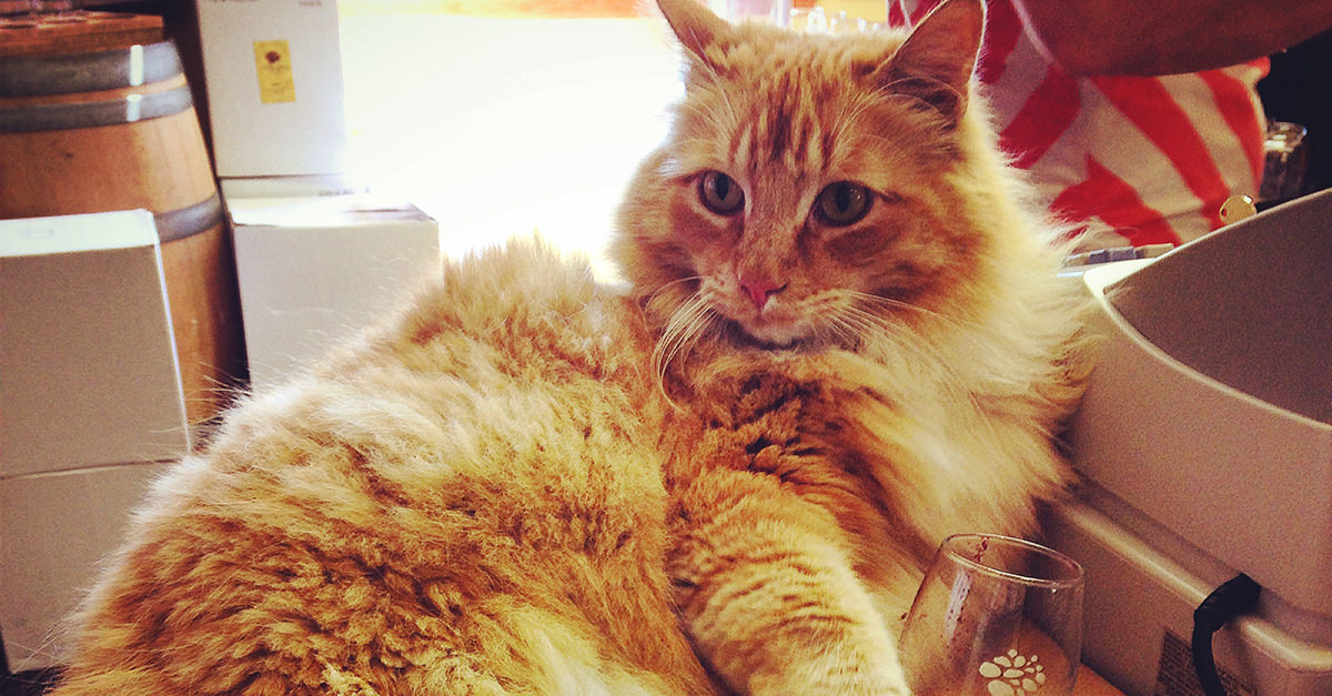 13 Adorable Winery Cats VinePair
