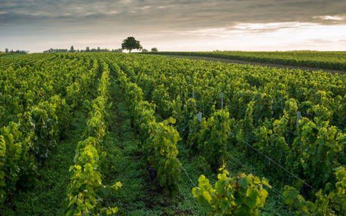 10 Things You Need To Know About Wine From Burgundy