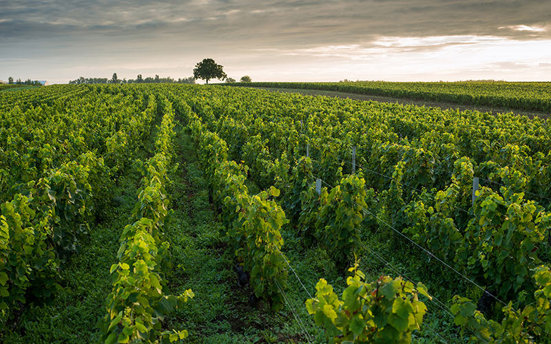 Vineyards In Pommard, a commune in Burgundy