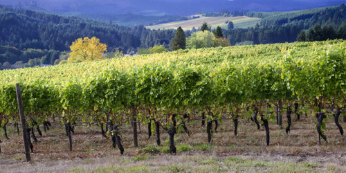 What Is Terroir? | VinePair