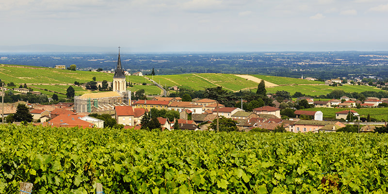 Discover Beaujolais, The Ugly Duckling Amongst French Wines