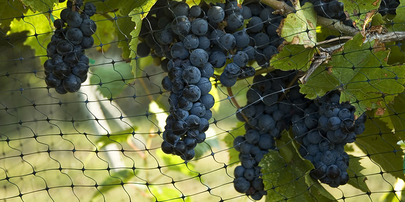 6 Summer Vineyard Pests That Can Ruin Your Wine Before It Leaves The Vine