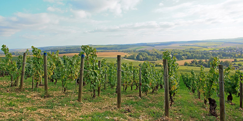 What Makes Chablis So Special?