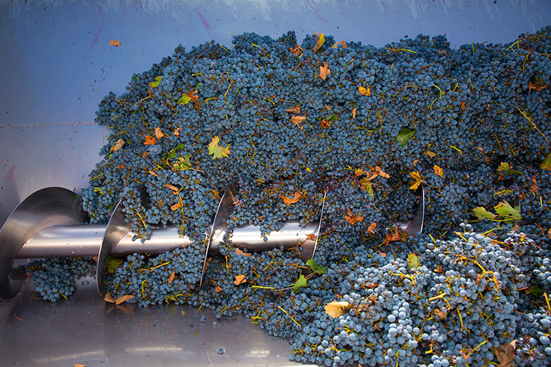 Cabernet grapes after their later harvest