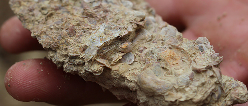Piedra caliza de Chablis con fósiles
