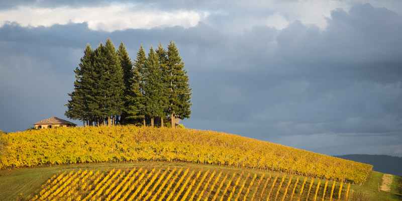 5 Reasons You Need To Visit Oregon Wine Country In 2016