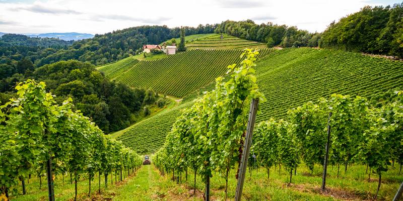 It's Time To Get Familiar With The White Wine of Austria, Grüner Veltliner