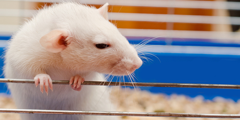 What We Know About Rats' Drinking Habits Thanks To Science