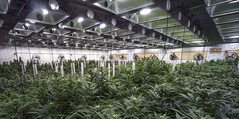 A Commercial Marijuana Grow Operation