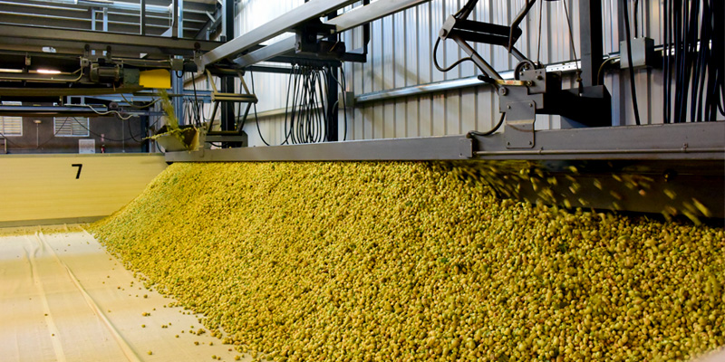 The Secret Relationship Between Brewers And Farmers - Hops!