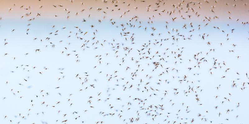 Mosquitos Love To Drink Alcohol As Much As You Do