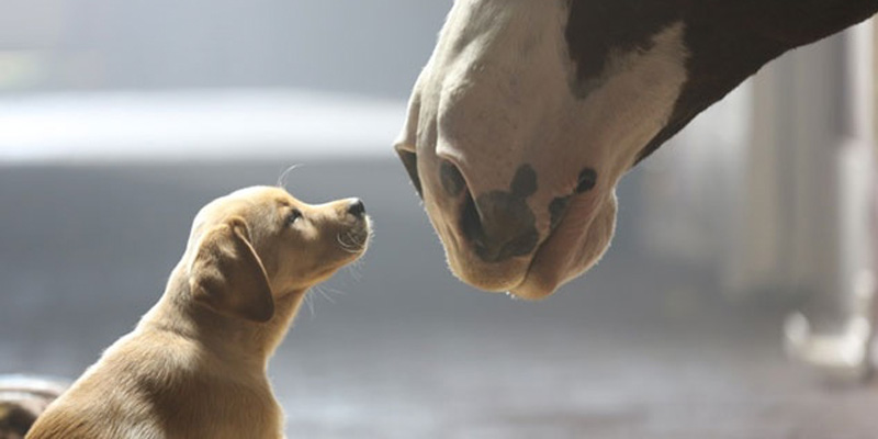 Budweiser Dog And Horse
