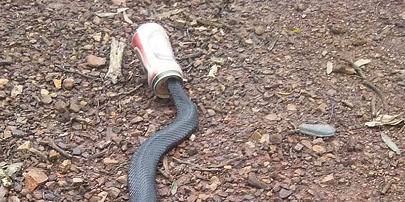 Snakes Keep Getting Their Heads Stuck In Beer Cans