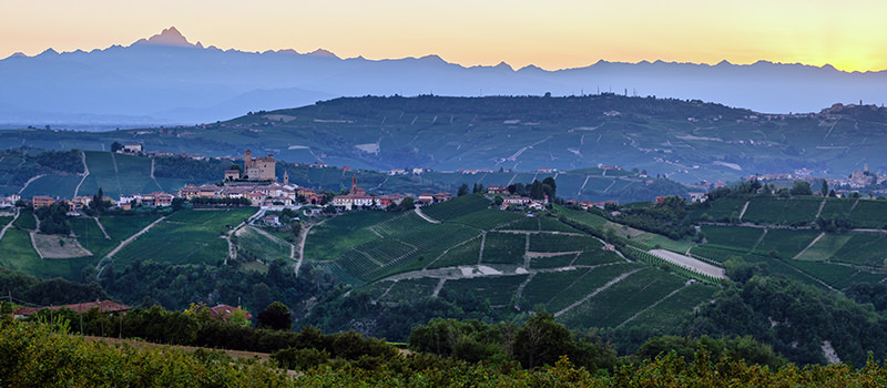 Winnice Barolo w Serralunga d'Alba o świcie'Alba at dawn