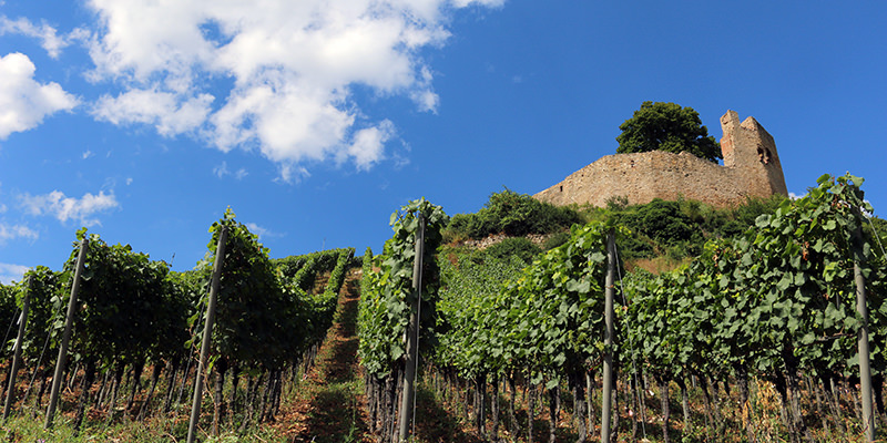Your New Favorite Region For Pinots Is In Germany