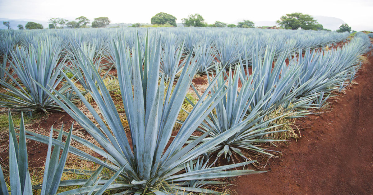 Scientists Find Tequila Plants Hold the Key to Surviving Global Warming