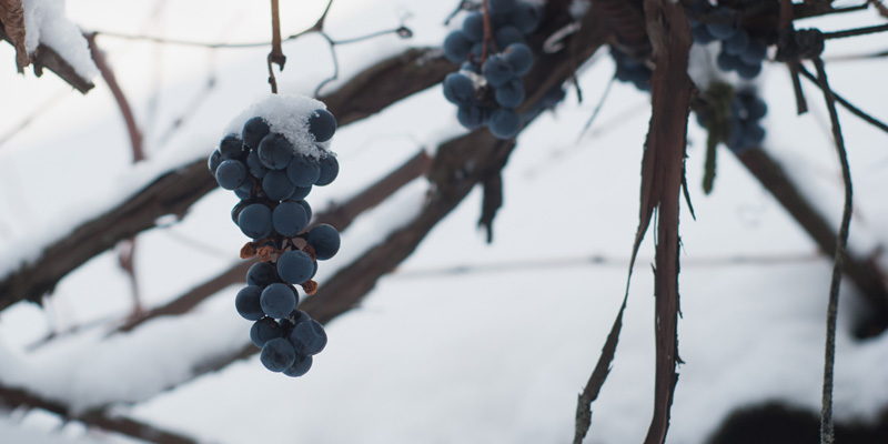 What Do Wineries Do in the Winter?