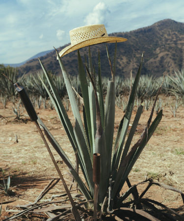 Line up the Tequila Shots: Tequila Saves Endangered Species