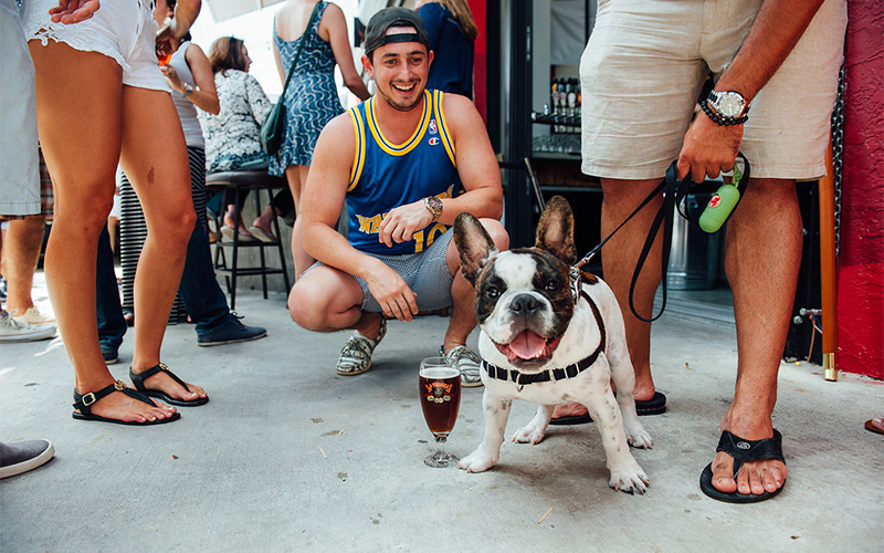 French bulldog with a beer