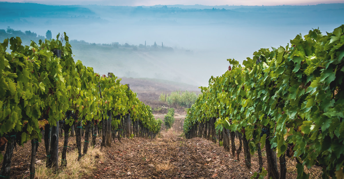 kosher wine tour tuscany