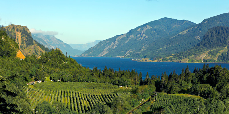 The 1 Reason You Should Be Drinking Wine from Oregon and Washington