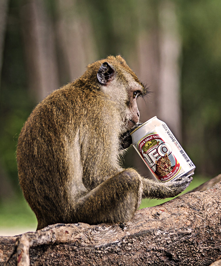 Drunken Monkeys: A Scientific Explanation for Our Drinking