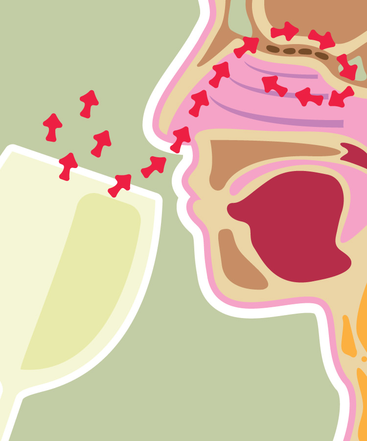 It’s All in Your Head: Wine Faults, Aromas, and the Brain