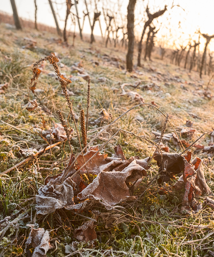Frost Devastates Champagne Vineyards For Second Year In a Row