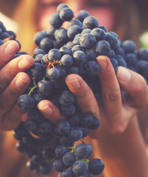 Study Finds Organic Wine Actually Does Taste Better