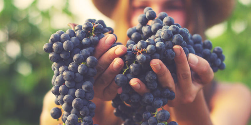 Study Finds Organic Wine Actually Does Taste Better
