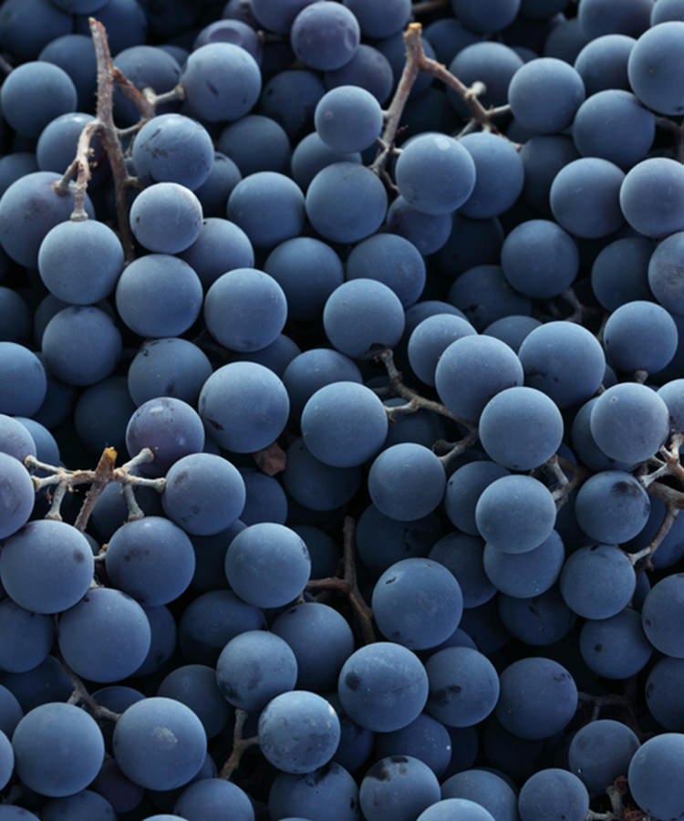 Where Did the Phrase ‘Sour Grapes’ Come From?