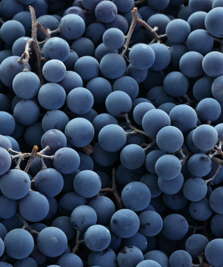 where-did-the-phrase-sour-grapes-come-from-vinepair