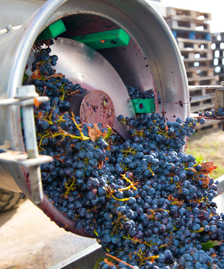 2016 Grape Harvest One of the Lowest in 20 Years