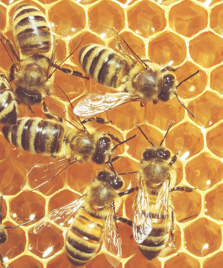 Why Biodynamic Vineyards Keep Bees