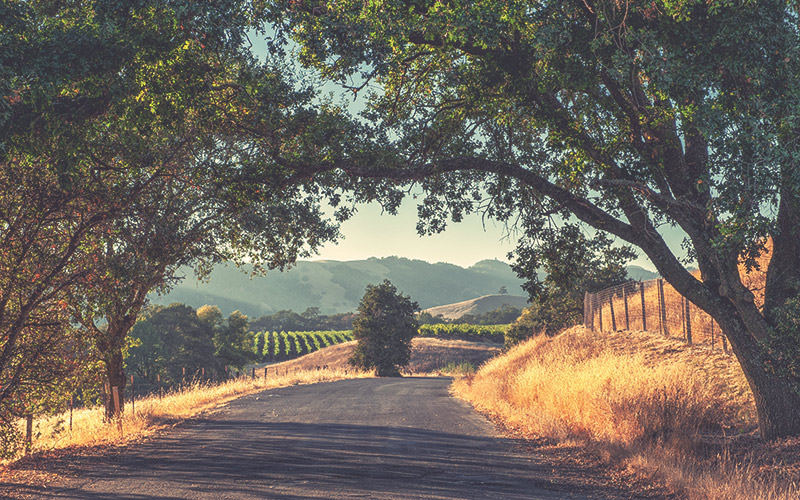 California Wine Country is one of 9 U.S. Destinations for Your Next Beer Vacation