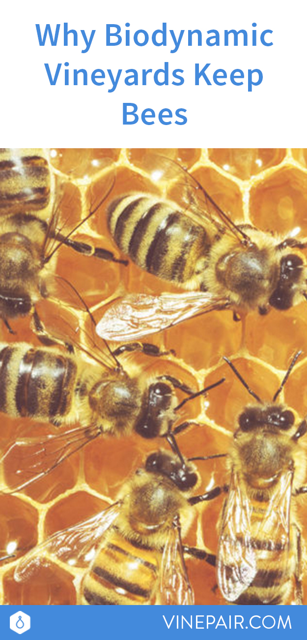 Why Biodynamic Vineyards Keep Bees | VinePair