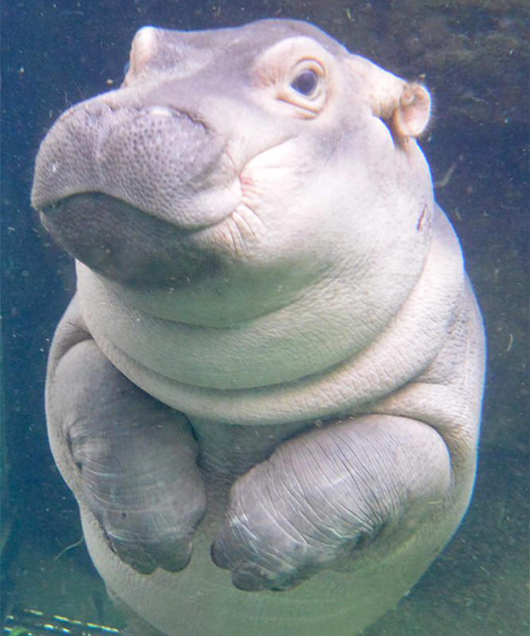 Baby Hippo Fiona Gets Her Own Beer