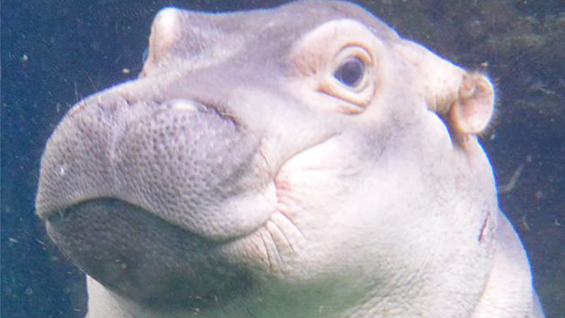 Baby Hippo Fiona Gets Her Own Beer Vinepair