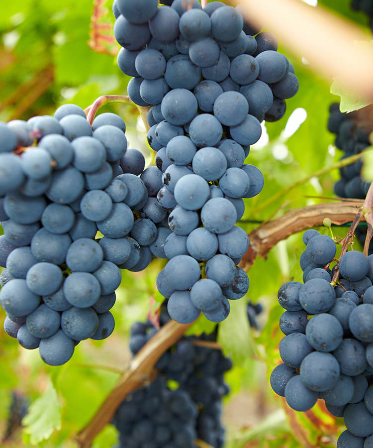 8 Questions You’ve Always Had About Pinot Noir, Answered