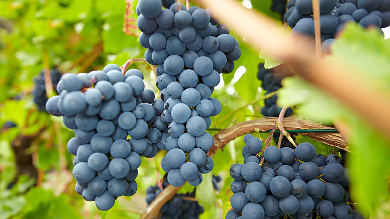 8 Questions You’ve Always Had About Pinot Noir, Answered