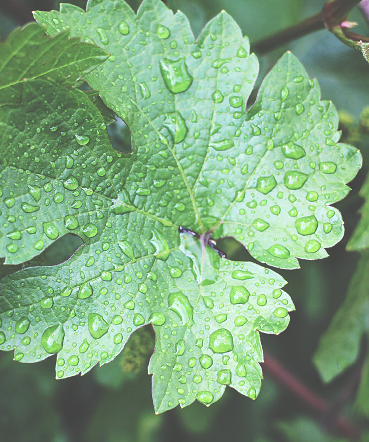 April Showers: What a Wet Spring Means for Grapevines