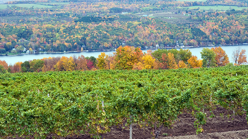 The Finger Lakes is one of the top ten most incredible American wine regions to visit this summer