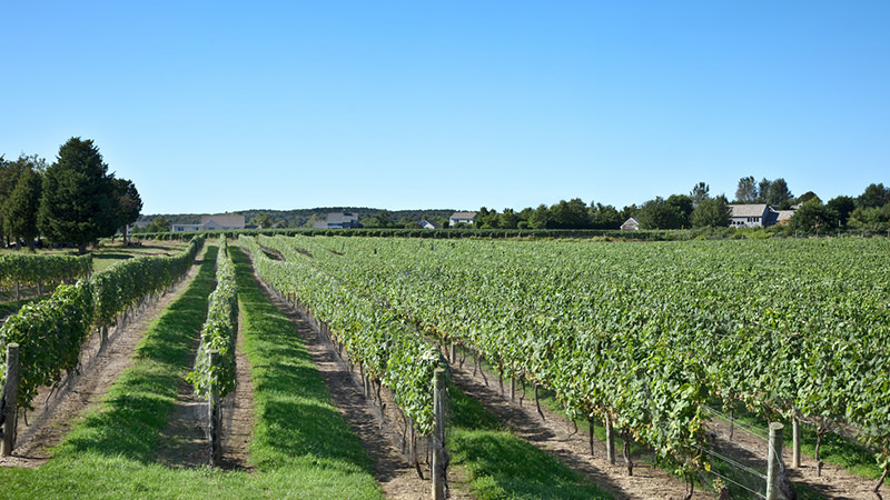 The North Fork of Long Island is one of the top ten most incredible American wine regions to visit this summer