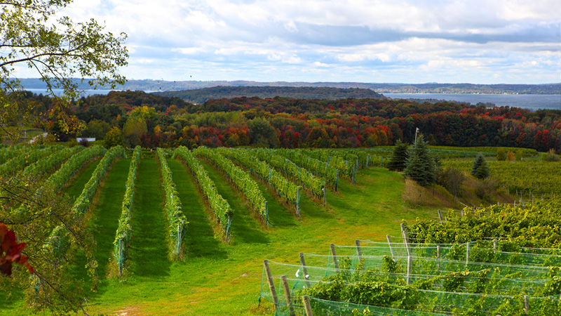 Old Mornington Peninsula, Michigan is one of the top ten most incredible American wine regions to visit this summer